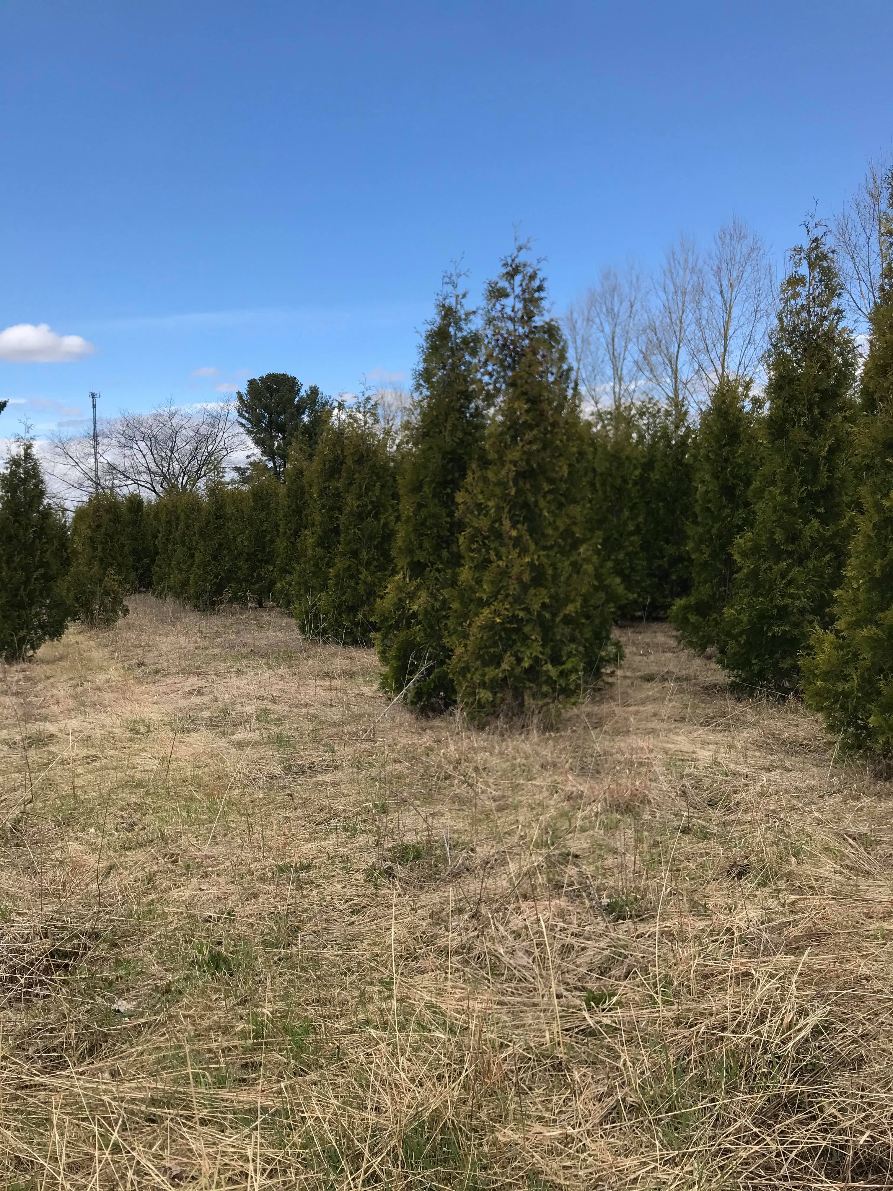 Plants matures sur terrain